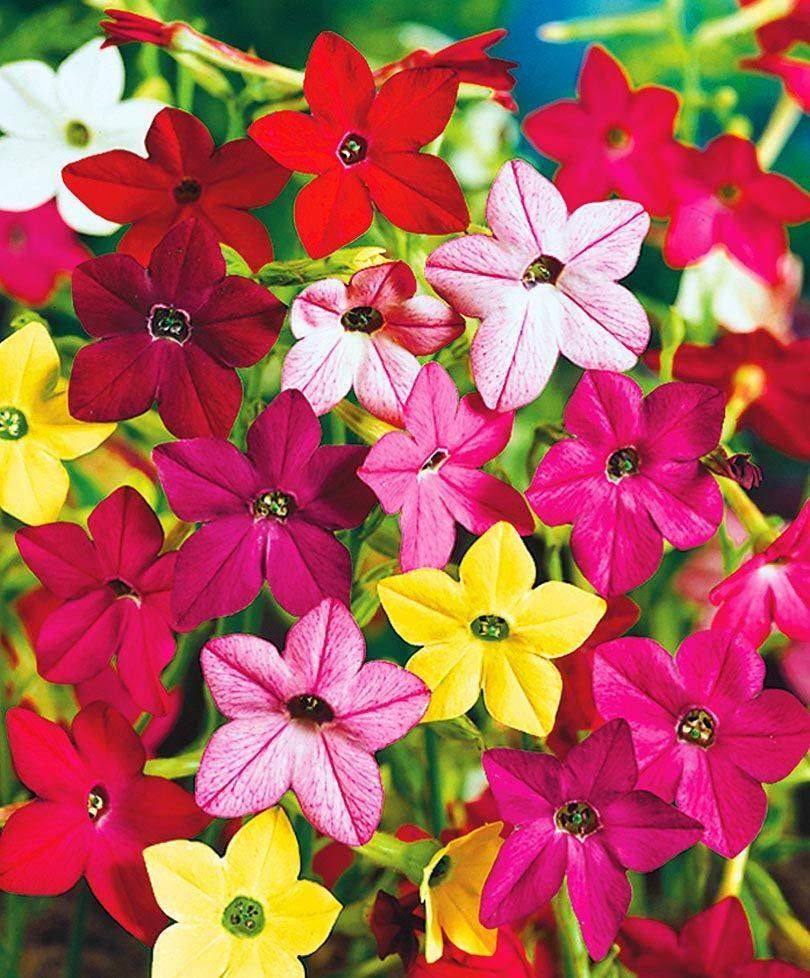 Душистый табак цветы фото как выглядит в саду