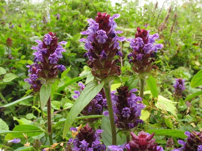 Горлянка трава фото с фиолетовыми цветами